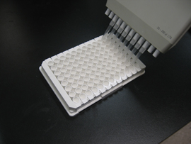 cAMP ELISA Kit